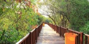 Ke Surabaya Ga Jalan-Jalan? Ke Mangrove Aja!